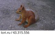 A red squirrel in the park of Kislovodsk nibbles seeds and nuts in its natural environment. Стоковое видео, видеограф Екатерина Золина / Фотобанк Лори