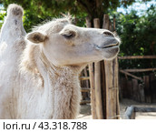 Портрет белого верблюда в профиль. Крупный план.  Portrait of a white camel. Close-up of a camel's head in profile. Стоковое фото, фотограф Лариса Гордеева / Фотобанк Лори
