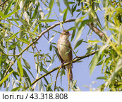 Дроздовидная камышовка (лат. Acrocephalus arundinaceus) Стоковое фото, фотограф Алексей Букреев / Фотобанк Лори