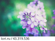 Цветущая Маттиола двурогая в летнем саду. Цветы и кустарники. Малая глубина резкости. Стоковое фото, фотограф Андрей Пустякин / Фотобанк Лори