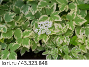 Окультуренная многолетняя трава, сныть пестролистная (Аegopodium podagraria Variegata) применяется в ландшафтном дизайне сада. Стоковое фото, фотограф Андрей Цыганков / Фотобанк Лори