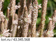 Flowering perennial geophyte Trachyandra falcata (lat. - Trachyandra falcata) Стоковое фото, фотограф Irina Opachevsky / Фотобанк Лори