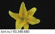 Панорама цветка желтой лилии. Крупный план. Выделенный на черном фоне. Panorama of an yellow lily flower. Close-up. Isolated on black background. Стоковое видео, видеограф Александр Собко / Фотобанк Лори