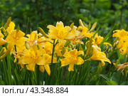 Blooming yellow daylilies in the garden, Стоковое фото, фотограф Александр Курлович / Фотобанк Лори