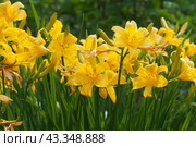 Blooming yellow daylilies in the garden. Стоковое фото, фотограф Александр Курлович / Фотобанк Лори