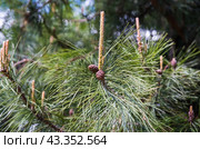 Pinus koraiensis siebold or Korean pine close up, russian far east. Стоковое фото, фотограф Татьяна Терехина / Фотобанк Лори