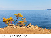 Autumn landscape with bright orange larch tree with colored tourist ribbons against backdrop of blue water of Baikal Lake on sunny October day. View from Cape Burkhan Olkhon Island to Small Sea. Стоковое фото, фотограф Виктория Катьянова / Фотобанк Лори
