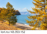 Baikal Lake on sunny Autumn day. Yellowed bright larch forest on sandy beach of Olkhon Island in October. Scenic landscape. Natural background. Traveling, hiking and outdoor recreation. Стоковое фото, фотограф Виктория Катьянова / Фотобанк Лори
