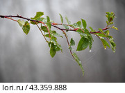 Листья шиповника покрытые каплями воды. Стоковое фото, фотограф Алексей Поликарпов / Фотобанк Лори
