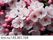 Close-up of beautiful blooming sakura branches with soft pink and white petals. The flowers have blossomed and create a wonderful contrast with the unopened pink buds, which gives the picture dynamism and grace. Thin stamens with bright yellow anthers add bright accents to the composition. The background is blurred, allowing you to focus on the beauty of the flowers. Стоковое AI-изображение, AI-художник Анна Кривицкая / Фотобанк Лори