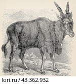 The common eland (Taurotragus oryx). Antique stylized illustration. Стоковая иллюстрация, иллюстратор Sergey Kohl / Фотобанк Лори