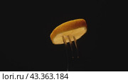 A slice of lemon rotates on a dark background. Close-up. Стоковое видео, видеограф Ярославский Максим / Фотобанк Лори