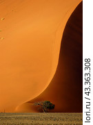 Dune 40 and acacia tree at sunrise, Sossusvlei, Namib Naukluft National Park, Namibia (2014 год). Редакционное фото, фотограф Анна Ефимова / Фотобанк Лори