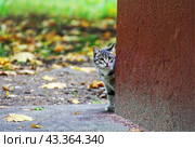 Котенок робко выглядывает из-за угла дома./ Kitten timidly looks out from behind the corner of the house. Стоковое фото, фотограф Наталья Баранова / Фотобанк Лори