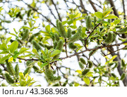 Salix sitchensis or Sitka willow close up in russian far east. Стоковое фото, фотограф Татьяна Терехина / Фотобанк Лори