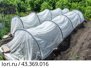 В огороде установлена теплица для рассады, изготовленная из агроволокна. Стоковое фото, фотограф Александр Бушков / Фотобанк Лори