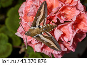 The bedstraw hawk-moth (Hyles gallii) belongs to the hawk moth family (Sphingidae). It can be encountered both at night and during the day. Стоковое фото, фотограф Андрей Жигальцов / Фотобанк Лори