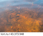 Flock of rudd in the clear water. Стоковое фото, фотограф Argument / Фотобанк Лори