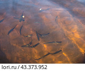 Rudd in the water. Стоковое фото, фотограф Argument / Фотобанк Лори