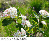Цветет арония. Арония черноплодная (лат. Aronia melanocarpa) — плодовое дерево или кустарник, вид рода Арония семейства Розовые. Стоковое фото, фотограф Сергей Елизарьев / Фотобанк Лори