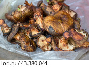 Freshly picked forest mushrooms Paxillus. Стоковое фото, фотограф Александр Прошкин / Фотобанк Лори