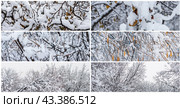 Collection of panoramic winter backgrounds. Snow on the branches of trees and bushes after a snowfall. Cold snowy weather. Snow-covered plants in a winter forest park. Cool set of fresh snow textures. Стоковое фото, фотограф Андрей Степанов / Фотобанк Лори