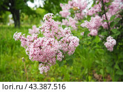Beautiful inflorescences of pink lilac on branch in the city park of Warsaw, Poland. Beautiful flowering flowers of lilac tree Syringa vulgaris. Spring blossom. Syringa plant olive family or Oleaceae. Стоковое фото, фотограф Юлия Петровская / Фотобанк Лори