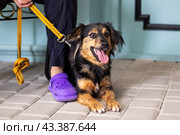 A brown and black dog laying next to a person with purple crocs. Стоковое фото, фотограф Аксенова Вера / Фотобанк Лори