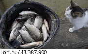 Carp fish catch in bucket. Live fish. Стоковое видео, видеограф Леонид Еремейчук / Фотобанк Лори