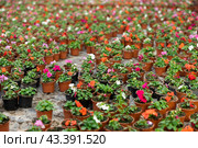 Rows of balsam seedling. Lots of balsamine bushes in plastic pots. Стоковое фото, фотограф Яков Филимонов / Фотобанк Лори