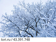 Переплетающиеся ветви дерева, покрытые снегом. Стоковое фото, фотограф DamienTn / Фотобанк Лори