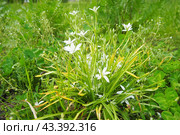 Ornithogalum umbellatum, garden star-of-Bethlehem, grass lily, nap-at-noon, or eleven-o'clock lady, species of genus Ornithogalum, is perennial bulbous flowering plant asparagus family Asparagaceae. Стоковое фото, фотограф Юлия Петровская / Фотобанк Лори
