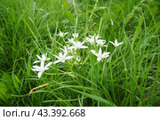 Ornithogalum umbellatum, garden star-of-Bethlehem, grass lily, nap-at-noon, or eleven-o'clock lady, species of genus Ornithogalum, is perennial bulbous flowering plant asparagus family Asparagaceae. Стоковое фото, фотограф Юлия Петровская / Фотобанк Лори