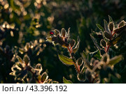 Растение Нонея тёмно-бурая (nonea pulla) в летний солнечный день. Стоковое фото, фотограф Оксана Шведкова / Фотобанк Лори