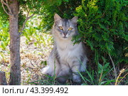 Кот серый дымчатый с желтыми глазами лежит на зеленой траве. Стоковое фото, фотограф Евгения Золкина / Фотобанк Лори