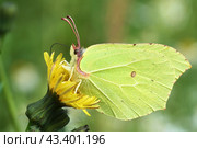 Желтая бабочка Крушинница или Лимонница (Gonepteryx rhamni) крупным планом.   A yellow butterfly, Orechinacea, or Lemongrass (Gonepteryx rhamni) sits on a yellow flower. Close-up. Стоковое фото, фотограф Лариса Гордеева / Фотобанк Лори