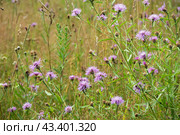 Grow purple flowers of Serratula Lycopifolia plant. Стоковое фото, фотограф Глущенко Елена / Фотобанк Лори