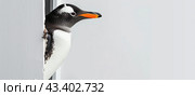 A young royal penguin looks out of the open door and looks sideways. Copy space. Стоковое AI-изображение, AI-художник Ярославский Максим / Фотобанк Лори