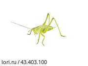 Большой зеленый кузнечик на белом фоне. Green grasshopper on a white background. Стоковое фото, фотограф Татьяна Д / Фотобанк Лори
