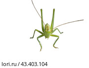 Большой зеленый кузнечик на белом фоне. Green grasshopper on a white background. Стоковое фото, фотограф Татьяна Д / Фотобанк Лори