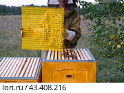 A beekeeper, a woman in a protective suit against bee stings, installs a separation grate in the hive. Beekeeping, care of the hive. Стоковое фото, фотограф Ольга Симонова / Фотобанк Лори