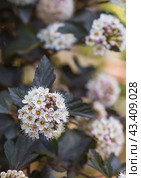 Viburnum pemphigus (Physocarpus opulifolius). A shrub blooming with small white flowers. Стоковое фото, фотограф Photojuli / Фотобанк Лори