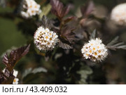 Viburnum pemphigus (Physocarpus opulifolius). A shrub blooming with small white flowers. Стоковое фото, фотограф Photojuli / Фотобанк Лори