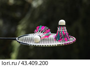 A racket and a shuttlecock on a background of green grass. Playing badminton. A summer sport. Outdoor games. Стоковое фото, фотограф Photojuli / Фотобанк Лори