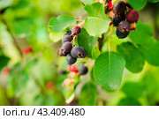 Темные спелые ягоды ирги (лат. Amelanchier). Плодовые деревья и кустарники. Малая глубина резкости. Стоковое фото, фотограф Андрей Пустякин / Фотобанк Лори