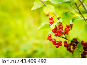 Куст красной смородины со спелыми ягодами. Сад и огород. Малая глубина резкости. Стоковое фото, фотограф Андрей Пустякин / Фотобанк Лори