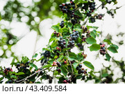 Темные спелые ягоды ирги (лат. Amelanchier). Плодовые деревья и кустарники. Малая глубина резкости. Стоковое фото, фотограф Андрей Пустякин / Фотобанк Лори