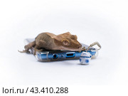 Ящерица реснитчатый бананоед Correlophus ciliatus лежит на синем телефоне в прозрачном чехле с фарфоровой подвеской в виде милого котика манеки неко. Стоковое фото, фотограф Алиса Сокол / Фотобанк Лори