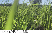 The green young grass sways in the wind against the sunny sky. The concept of summer and warmth. Стоковое видео, видеограф Ярославский Максим / Фотобанк Лори