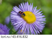 Пестряк пчелиный, или пчеложук обыкновенный (лат. Trichodes apiarius) на мелколепестнике (лат. Erigeron) крупным планом. Стоковое фото, фотограф Елена Коромыслова / Фотобанк Лори